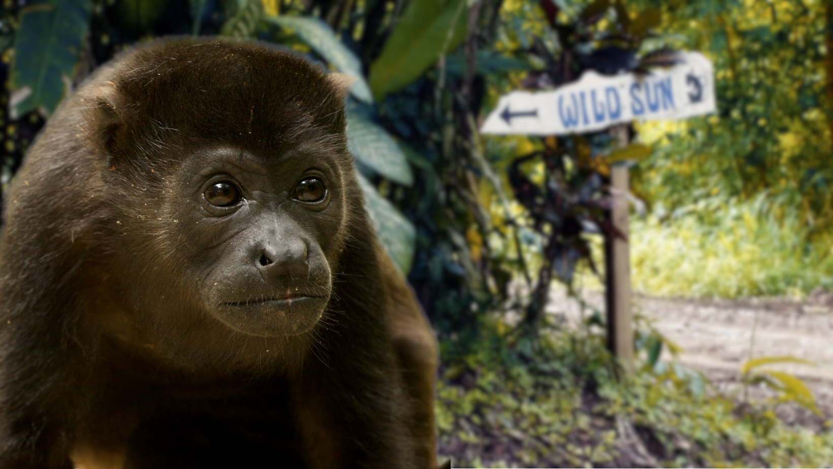 Trailer | Rehabilitating Monkeys At Wild Sun Rescue