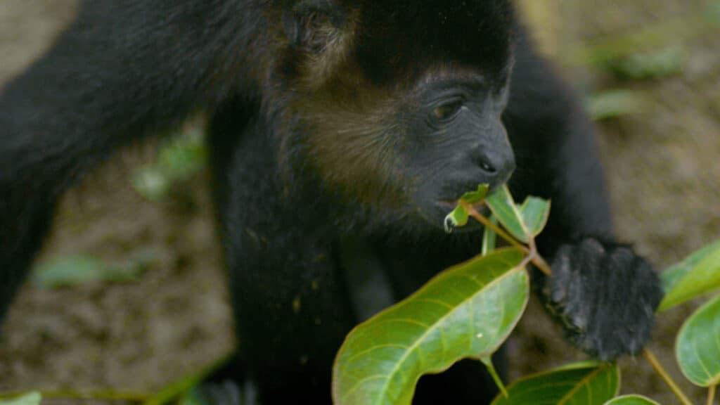 Recap | Rehabilitating Monkeys At Wild Sun Rescue